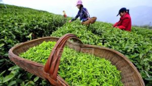 Tea Harvesting in China