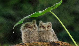 Two owls under a makeshift umbrella