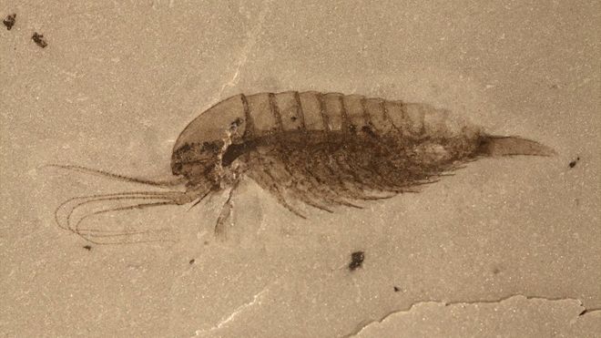 518 Million Year Old Fossils Discovered in China