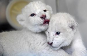 Two White Lion Cubs Born in Jinan