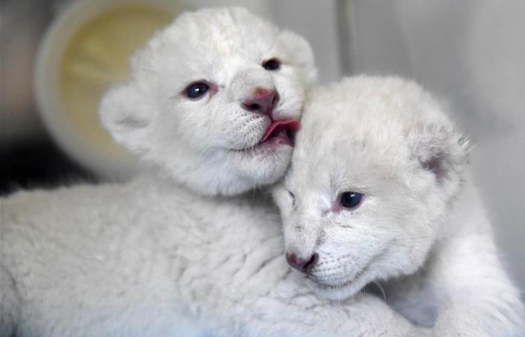 济南白狮妈妈生了两个小白狮