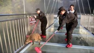 Wild Boar Frozen with Fear After Straying onto Glass Walkway