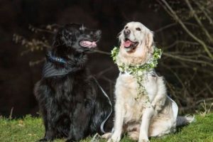 Two Dogs Get Married in UK