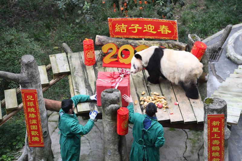 Elderly Panda Celebrates Chinese New Year