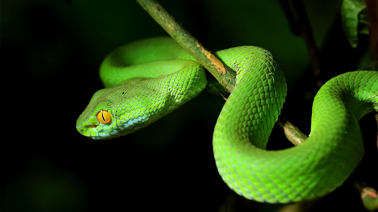 Chengyu Origin: snake on a branch