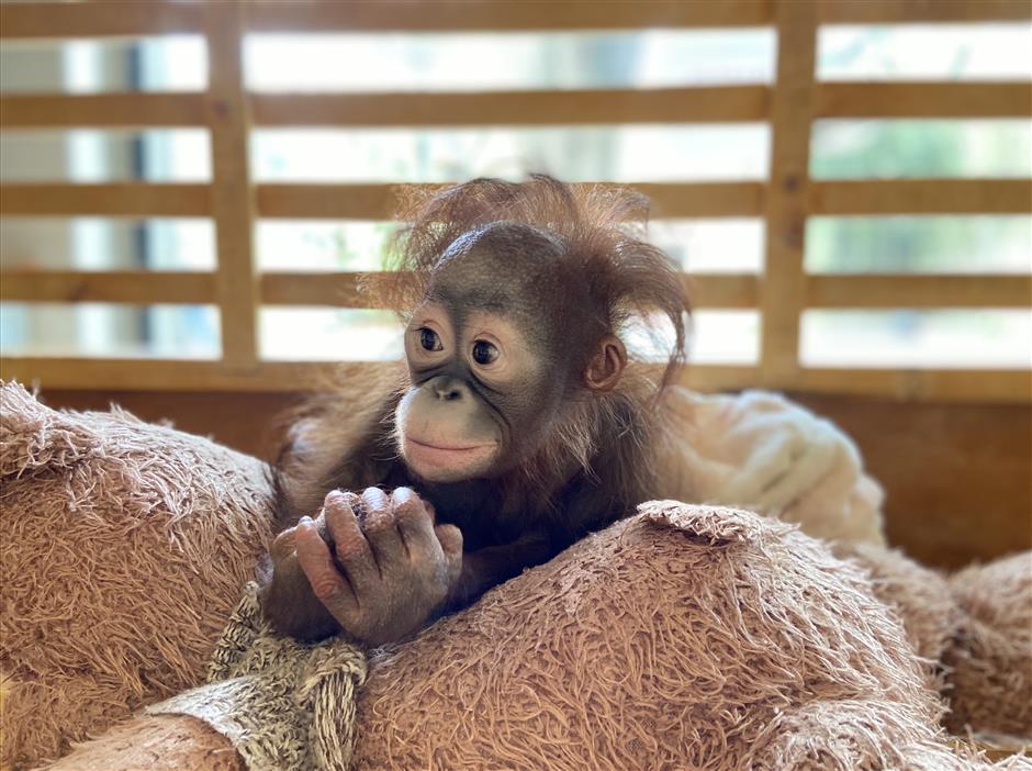 baby orangutan at shanghai zoo